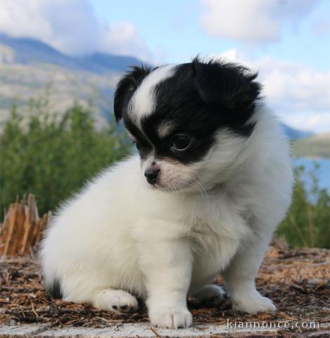 Chiot chihuahua femelle et mâle à adopter