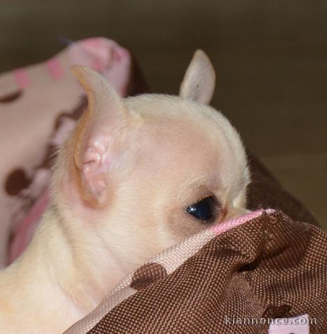 A donner chiot chihuahua très belle femelle