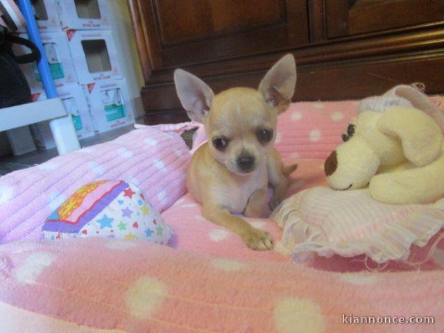 A donner chiot chihuahua très belle femelle