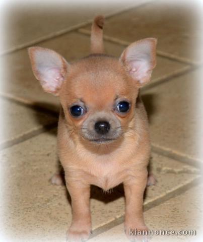 A donner chiot chihuahua très belle femelle