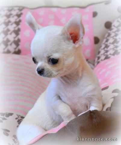 A donner chiot chihuahua très belle femelle