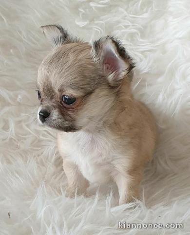 A donner chiot chihuahua très belle femelle