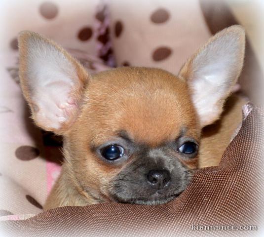 A donner chiot chihuahua très belle femelle