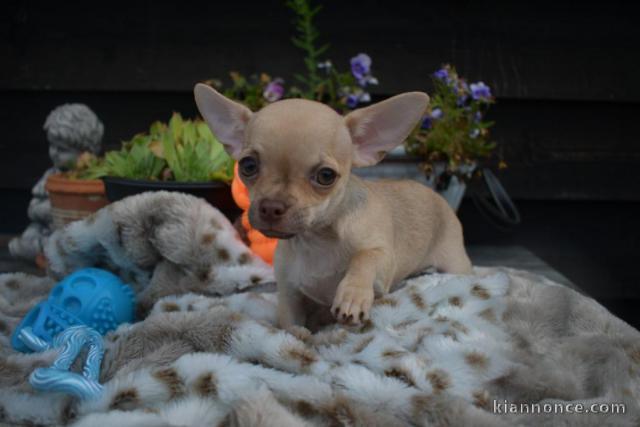 A donner chiot chihuahua très belle femelle