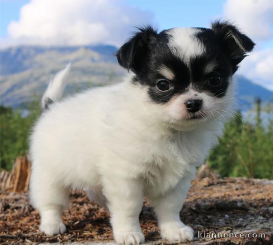 A donner chiot chihuahua très belle femelle