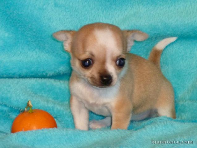 A donner chiot chihuahua très belle femelle