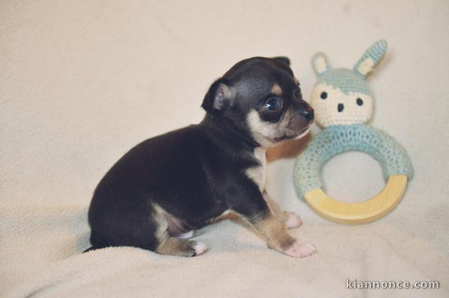 A donner chiot chihuahua très belle femelle