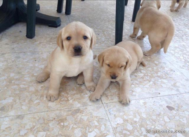 Magnifique chiot labrador a en adoption