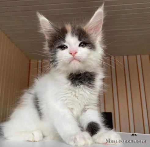 Magnifique chaton maine coon a en adoption