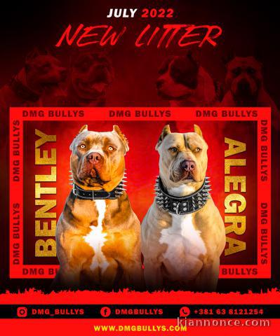 American Bully / Pit Bull Terrier chiots