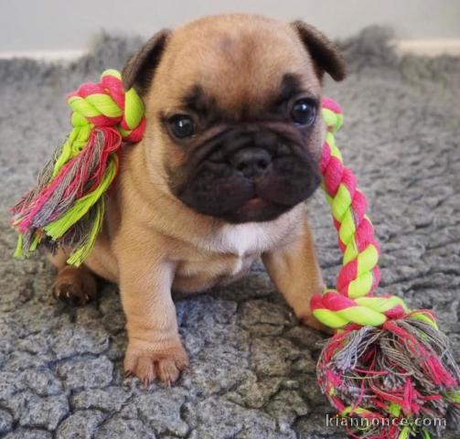 Magnifique chiot bouledogues français en adoption