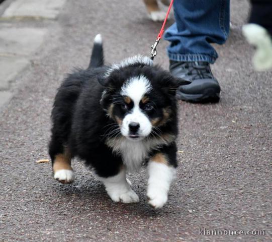 Chien Berger Australien femelle à donner