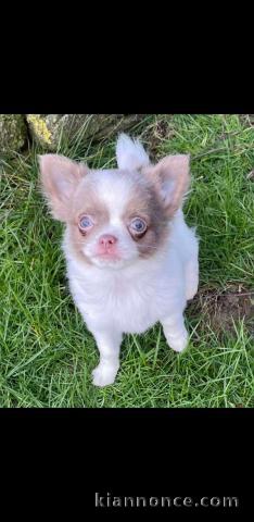 Magnifique chiot chihuahua disponible en adoption