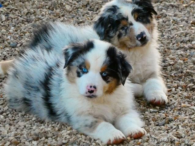 Adorable chiots Berger Australien