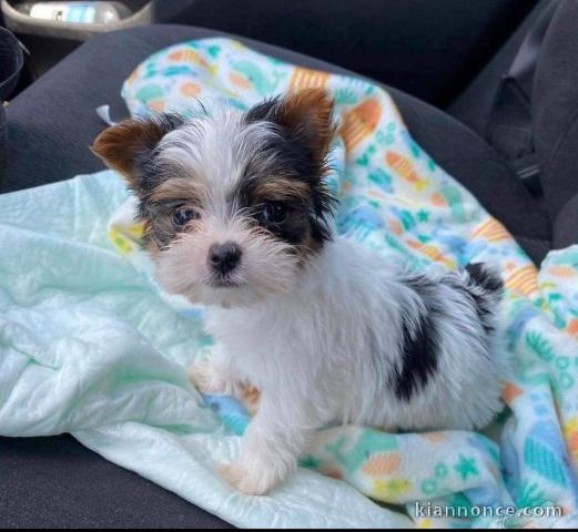 Magnifique chiot Yorkshire en adoption