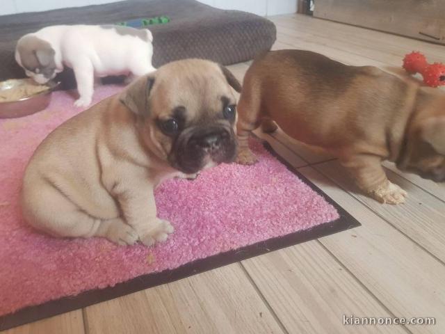 A donner Magnifique chiots Bouledogue français