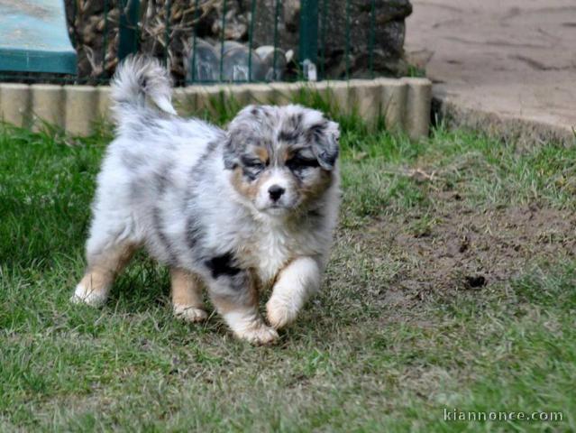  Donne 2 chiots Berger Australien non LOF