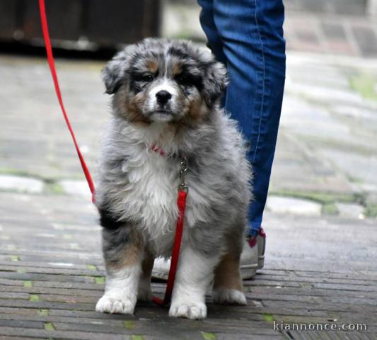  Donne 2 chiots Berger Australien non LOF