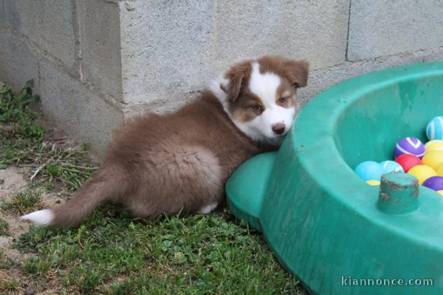 Donne chien Berger Australien femelle non LOF