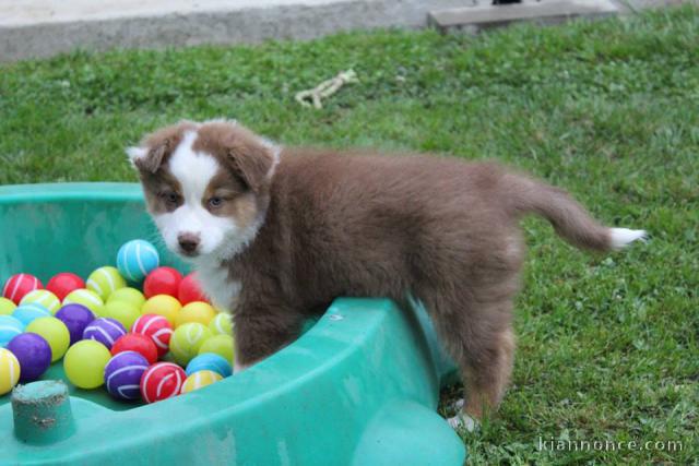 Donne chien Berger Australien femelle non LOF