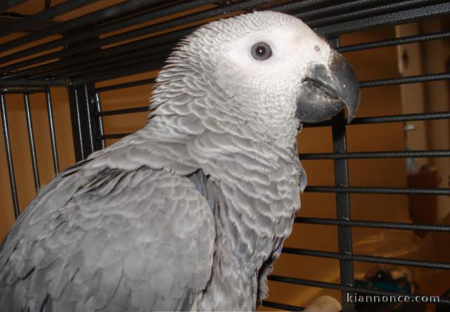 Offre de perroquet gris du Gabon