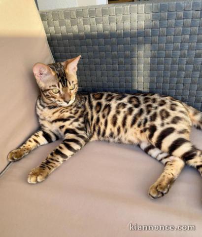 Magnifique chatons de BENGAL à adopter