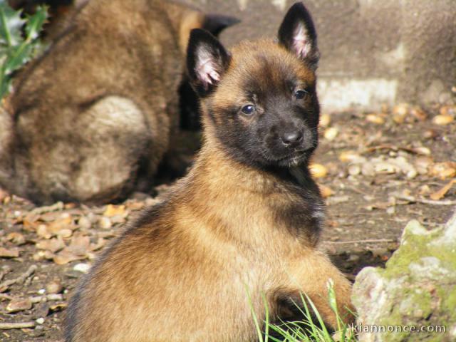 Chien Berger Belge malinois femelle à donner