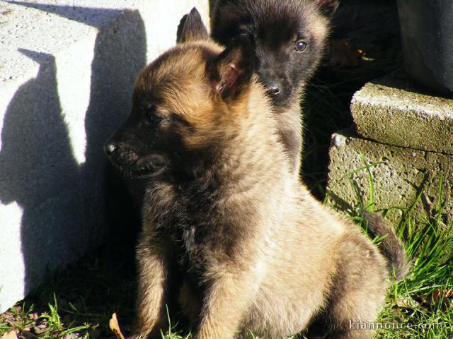 Chien Berger Belge malinois femelle à donner