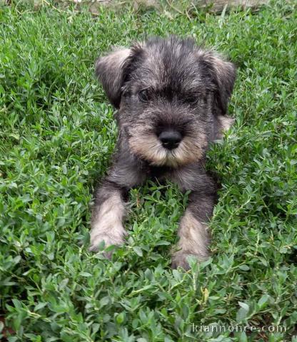 Schnauzer standard chiots