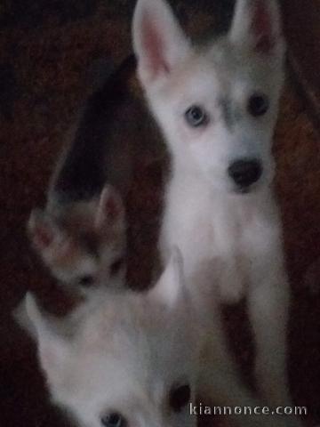 Chiots husky siberien adonner contre bon 