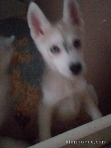 Chiots husky siberien cherche famille fiable qui pourra prendre s