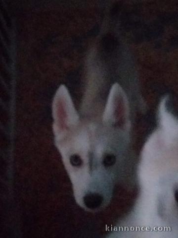 Chiots femelle et mâle husky sibérien à donner