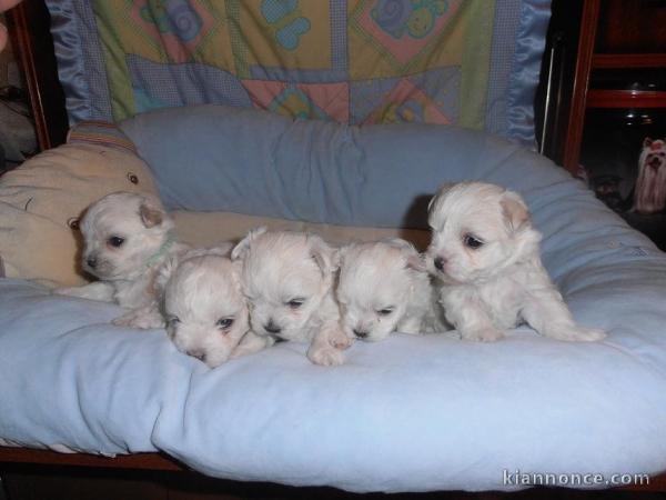 A donner Chiots bichon maltais