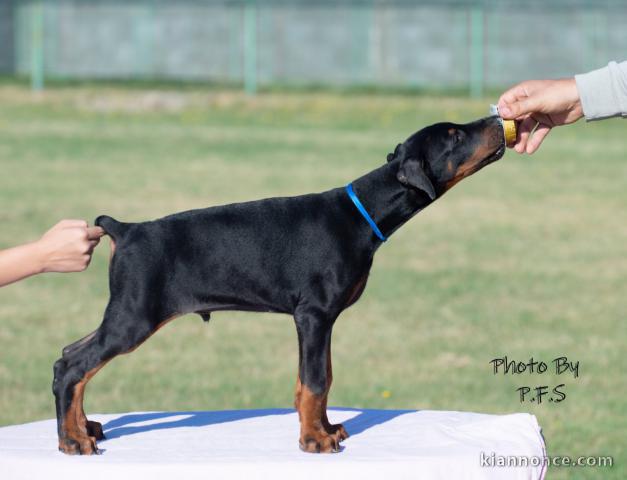 Dobermann chiots à vendre