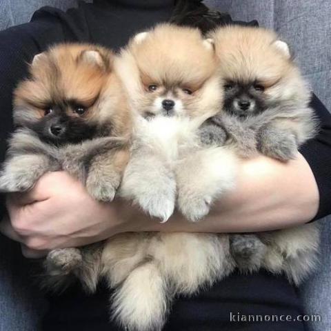 Adorable chiots spitz nain