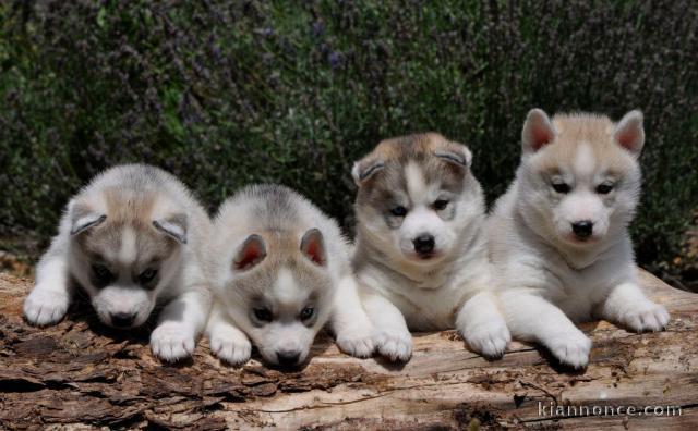 Magnifique chiots siberien Husky