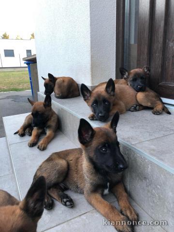 Malinois belge chiots