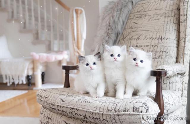 Superbes chatons Ragdoll 