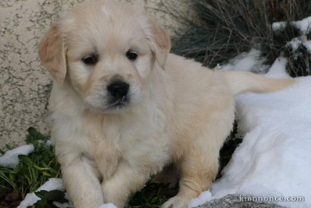 Chiot golden retriever trois mois