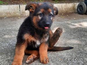 Chiots berger allemand trois mois