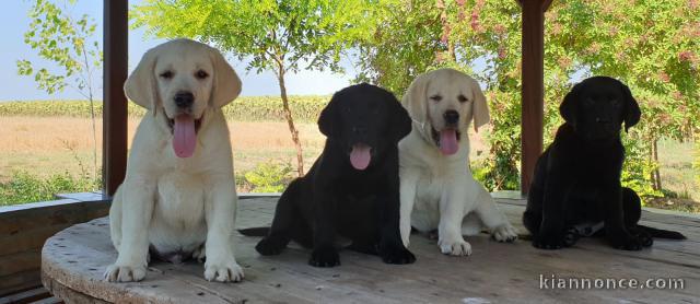 Labrador Retriever chiots