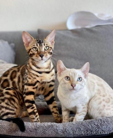 Magnifique chatons de BENGAL à adopter