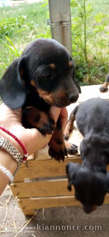 Bouledogue français et teckel chiots