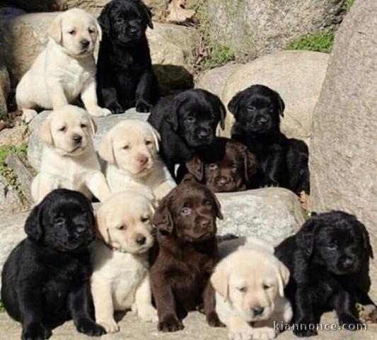 Adorables chiots Labrador retrievers 