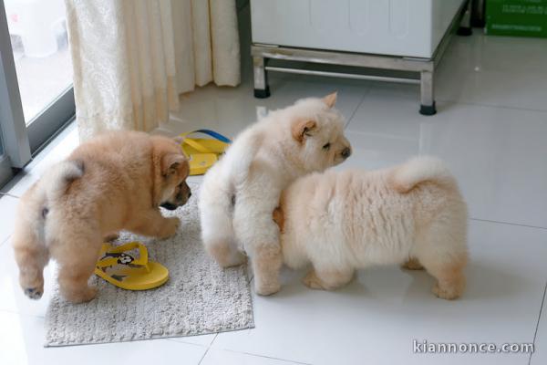 Adorables chiots chow chow