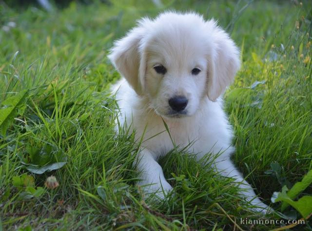 Chiot golden retriever trois mois