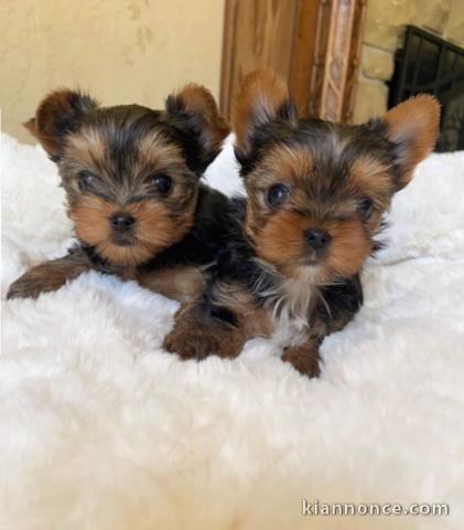 Adorables chiots Yorkies Je préfère lequel et je crois