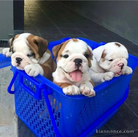 Magnifique bulldogs anglais à adopter