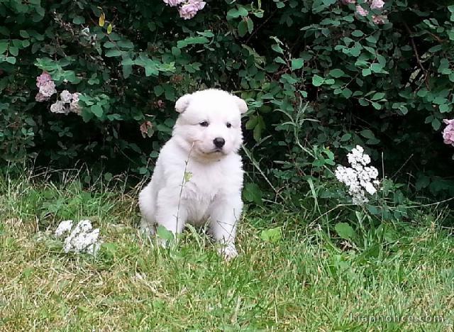 Chiots Berger Blanc Suisse