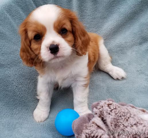 Chiots cavalier king charles spaniel